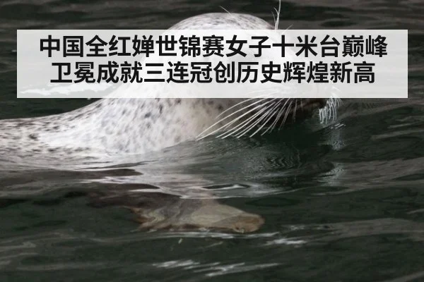 中国全红婵世锦赛女子十米台巅峰卫冕成就三连冠创历史辉煌新高